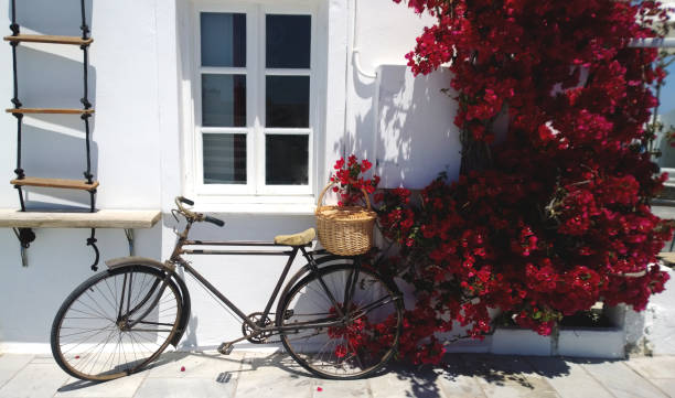 Old Bicycle leaning against a white wall and Burgundy flowering Bougainvillea bushes stock photo