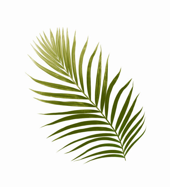 istock Green leaves of palm tree isolated on white background 698712016