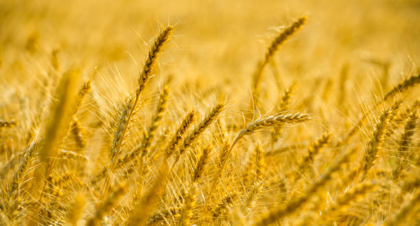 istock Close up view of wheat 698716868