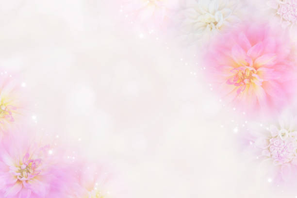 istock romantic dahlia flower background in soft tone 698717272