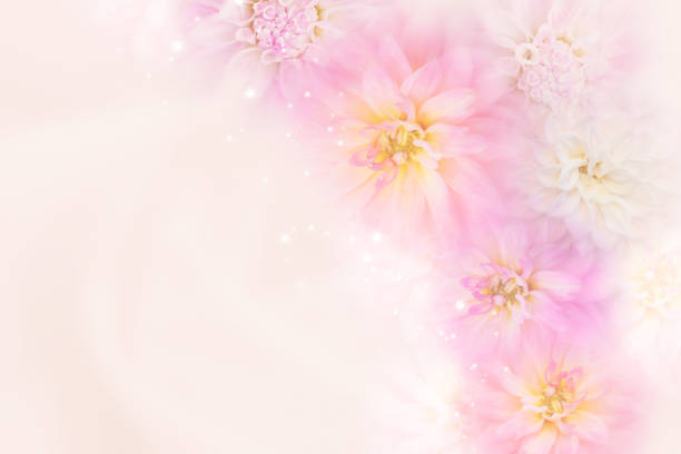 istock romantic dahlia flower background in soft tone 698717480