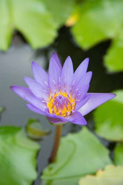 istock Beautiful Thai Lotus in the pond. 698718882