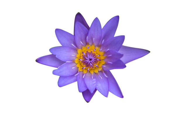 istock Beautiful Thai Lotus in the pond. 698723670