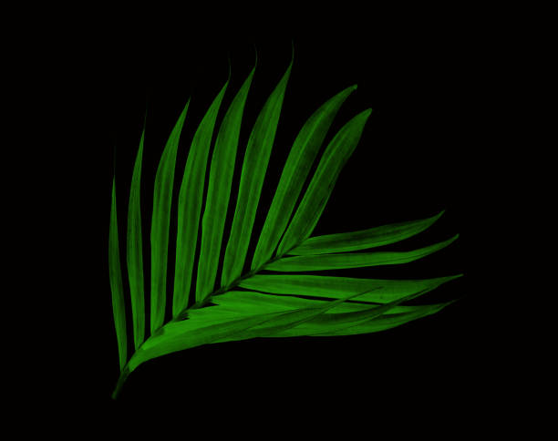 istock Green leaves of palm tree isolated on black background 698725996
