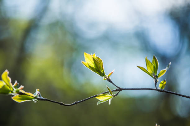 春の葉の若い鳥桜の美しいクローズ アップ - cherry tree fruit tree meadow spring ストックフォトと画像