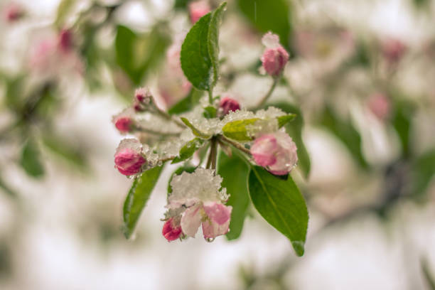 istock Flowers covered with snow in April morning 698731618