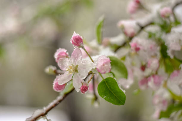 istock Flowers covered with snow in April morning 698731936
