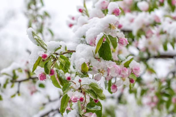 istock Flowers covered with snow in April morning 698732614