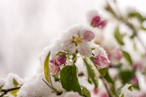istock Flowers covered with snow in April morning 698732798