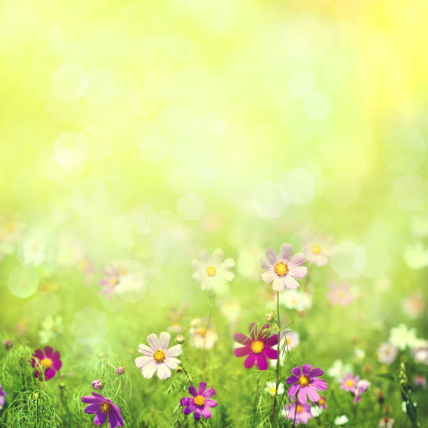 istock Beauty spring and summer landscape 698733058