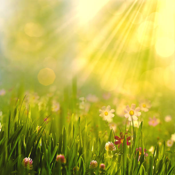 istock Beauty spring and summer landscape 698733060