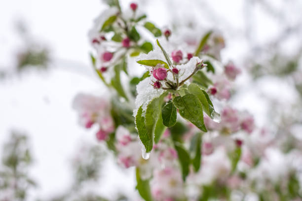 istock Flowers covered with snow in April morning 698733354