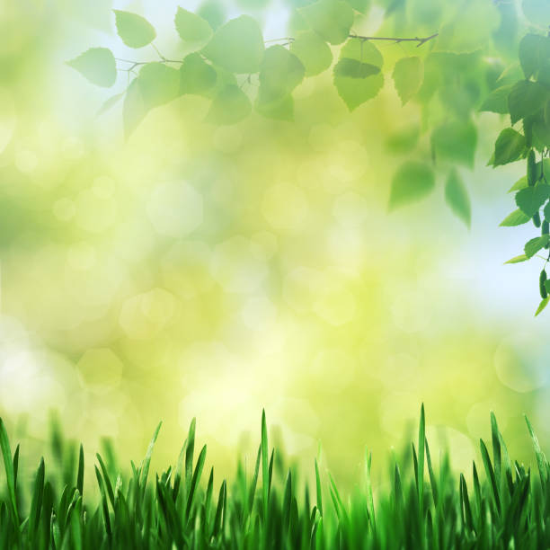 istock Beauty spring and summer landscape 698733576