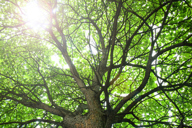 istock Beautiful green tree, seen from below looking up 698733668