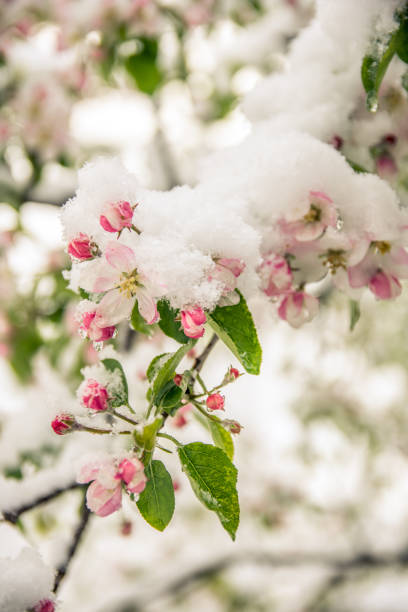 Low angle view of a flowering tree covered in snow during an unexpected snowfall in spring