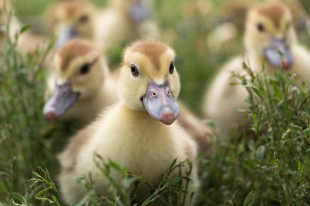 istock Beautiful little ducks in the grass 698738912