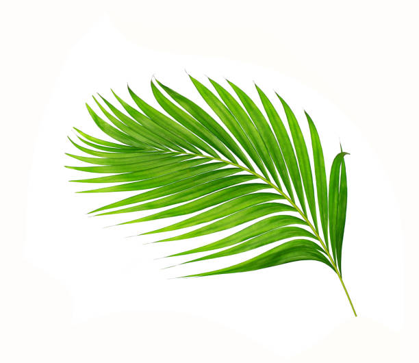 istock green leaves of palm tree isolated on white background 698740664