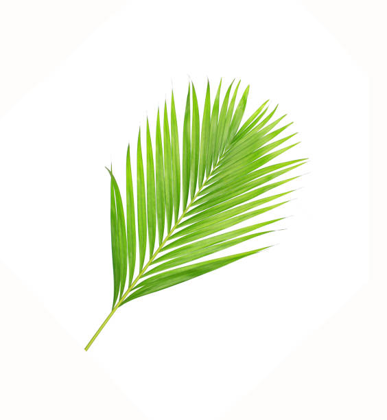 istock green leaves of palm tree isolated on white background 698740682