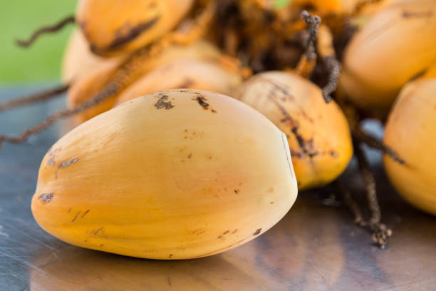 Bunch of freshly harvested yellow young coconut for refreshing drinks