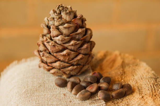 istock Pine cone and nuts on a napkin on the background of a brick wall. 698758550