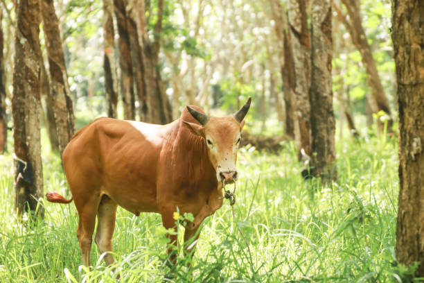 istock Cow at rubber plantation 698759108
