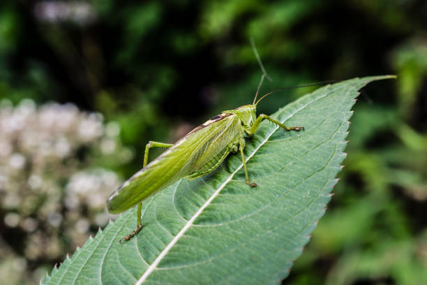 Outdoor close-up, high angle Macro-photography of grasshopper sitting on green leaf in nature. No people,  full length and selective focus with copy space.