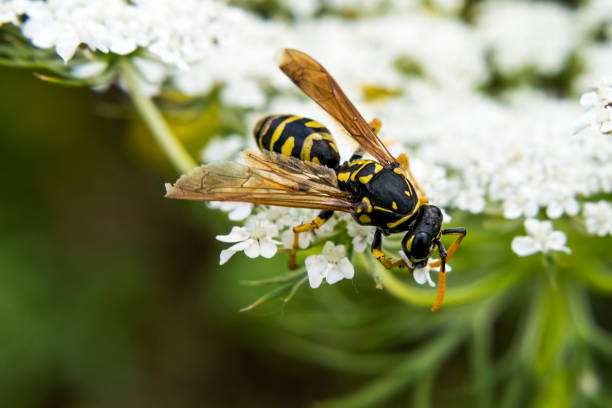 gros plan d’arbre wasp ou dolichovespula sylvestris collecte de nectar de fleurs blanches délicates - treelined photos et images de collection