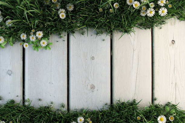 Grass and Flowers On White Wooden Background ( 3d render )