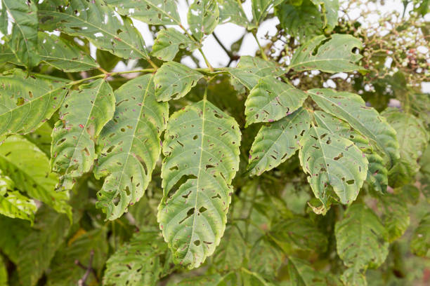 istock Tree leafs with holes with bites from insects, parasite, worms, snails 698764958