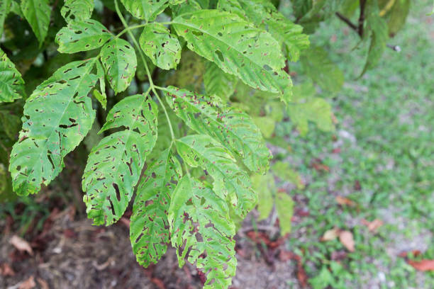 istock Tree leafs with holes with bites from insects, parasite, worms, snails 698765000