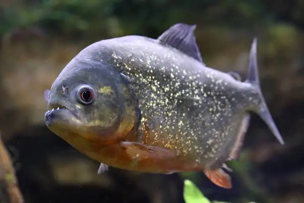 Pygocentrus nattereri. Piranha closeup in the aquarium