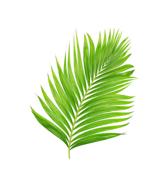 istock green leaves of palm tree isolated on white background 698766514
