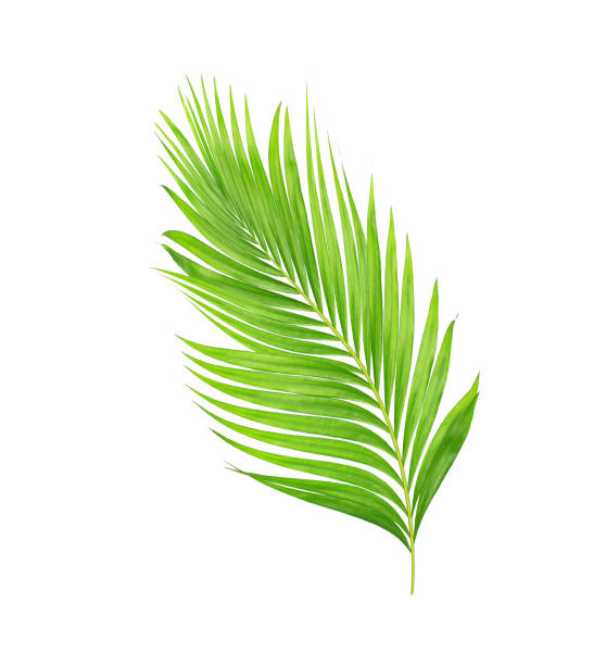 istock green leaves of palm tree isolated on white background 698766520