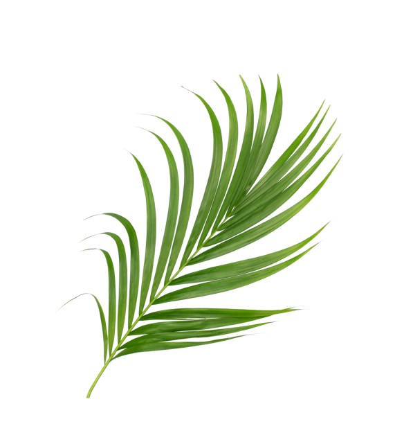 istock Green leaves of palm tree isolated on white background 698772864