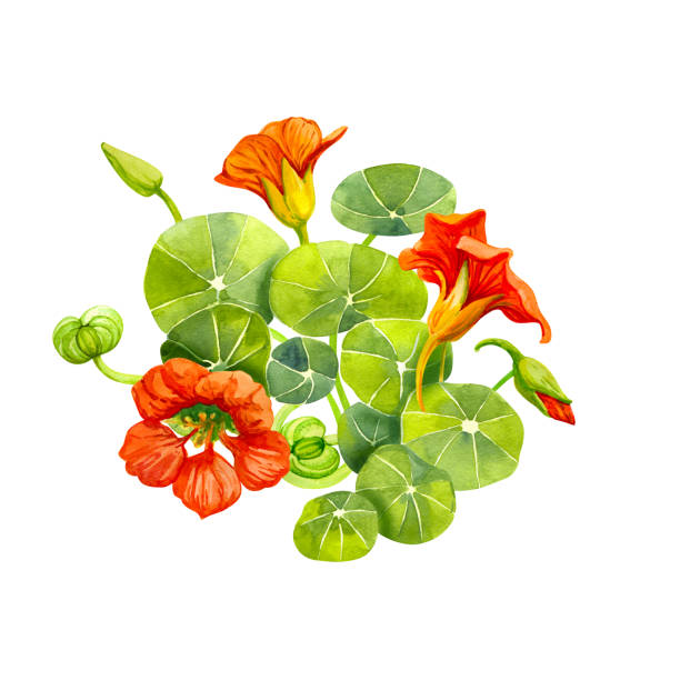 Red nasturtium flowers and leaves painted with watercolor Red nasturtium flowers and leaves isolated on white background watercolor illustration with clipping path included serbia and montenegro stock illustrations