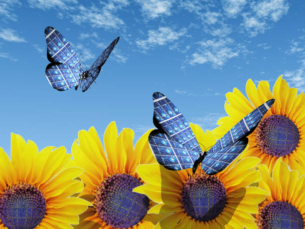 istock the butterfly and sunflowers 698778714
