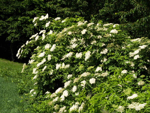 istock Flowering bushes of elderberry 698788484