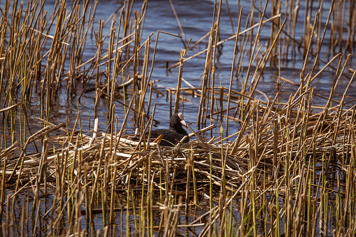A beautiful portrait of an eurasian coot nesting in the lake