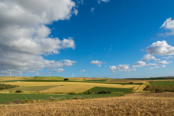 Panoramic view on yellow fields with ripe hard wheat and blue sky, grano duro, Sicily, Italy