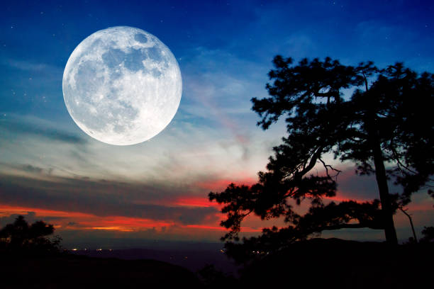 Gnarled branches from bare trees frame a full moon that rises over a grassy hill on a misty Halloween night.