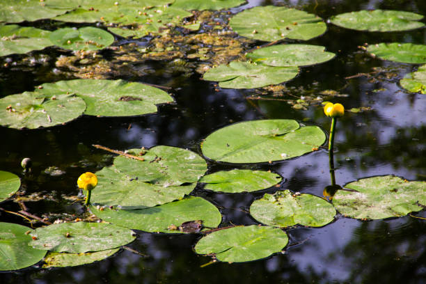 istock Yellow water flowers (Nuphar Lutea) 698810550
