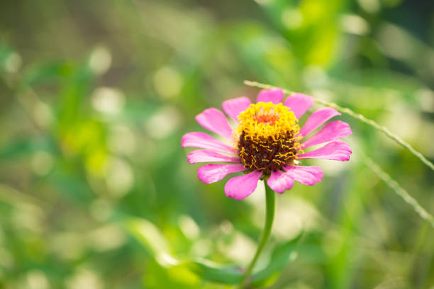 Zinnia flower on nature background