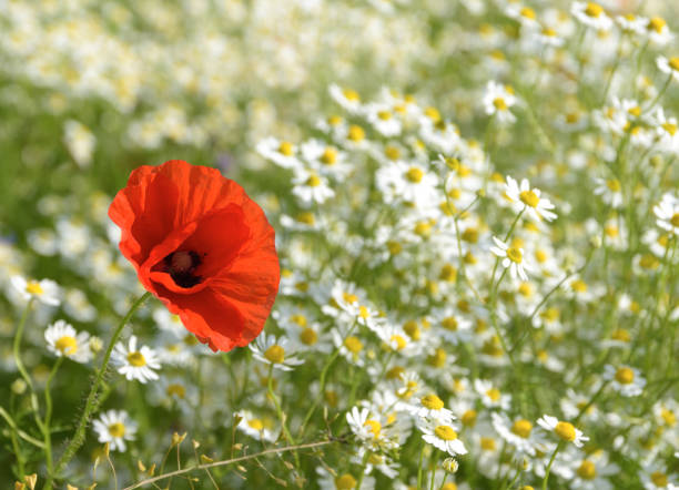 Red poppy on a sunny meadow with white daisies or chamomiles, nature background with copy space, concept of being different and outstanding, selected focus, narrow depth of field