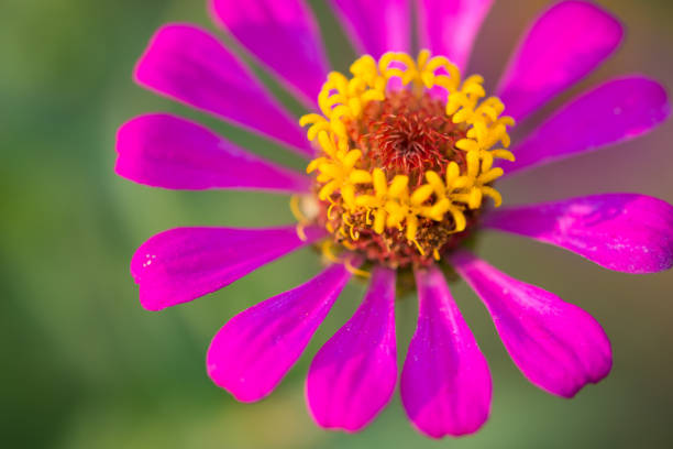 Zinnia flower on nature background