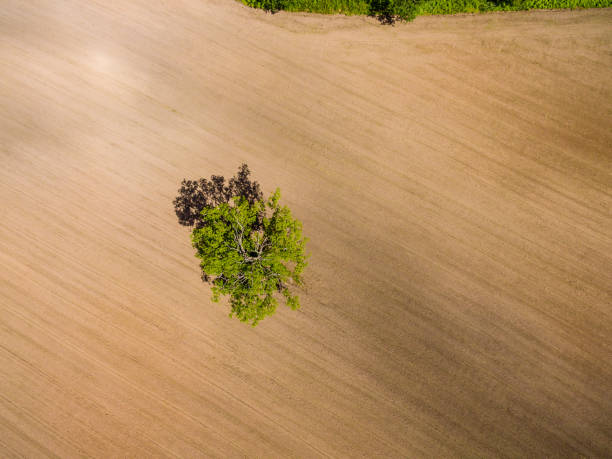 istock drone image. aerial view of rural area with fields. single isolated tree 698821956