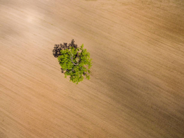 istock drone image. aerial view of rural area with fields. single isolated tree 698822000