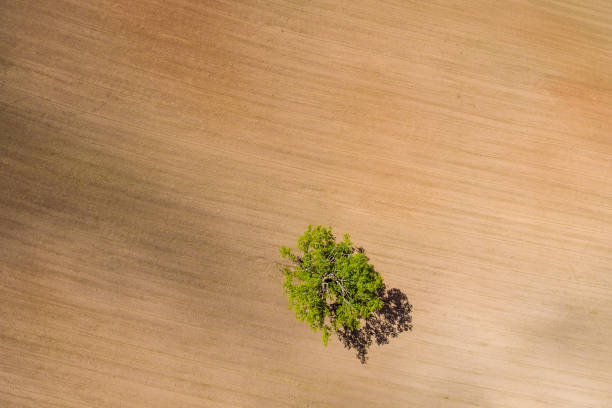 istock drone image. aerial view of rural area with fields. single isolated tree 698822008