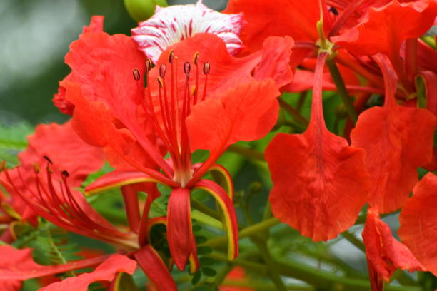 istock Flame Tree Flowers/Delonix regia 698827454
