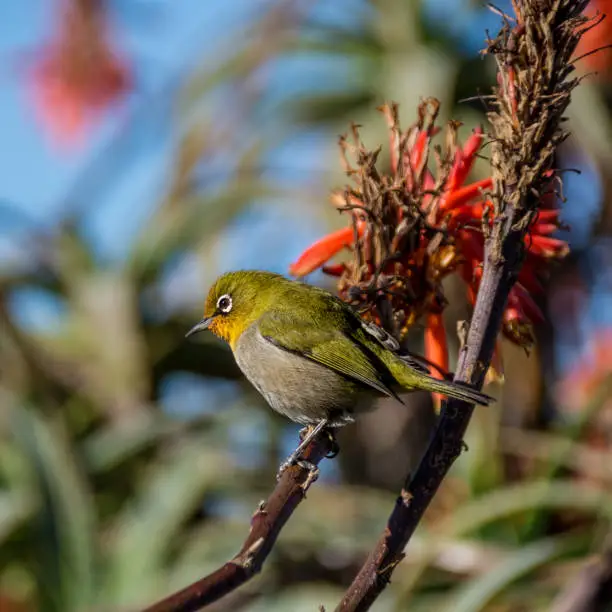 A Cape White-eye bird perched on an aloe plant in Southern Africa