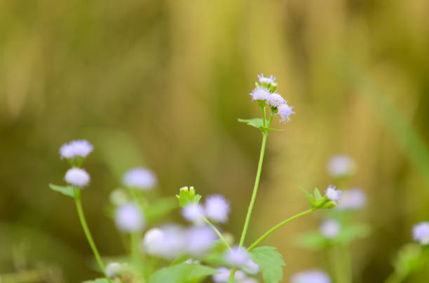 Close view of white wild flower